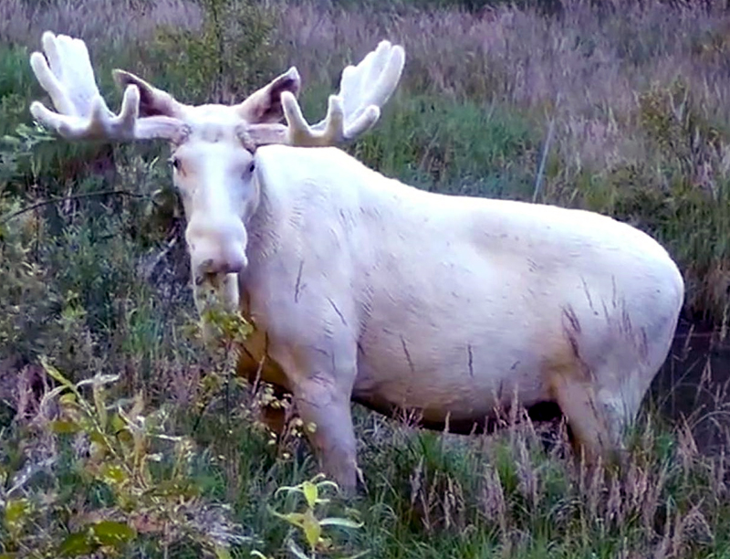 An albino moose in the wild.