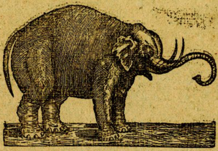 Old Bet may have been the first elephant on American soil.