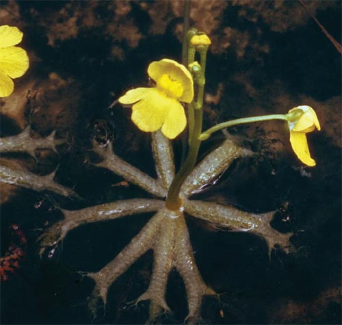 Bladderworts - a carnivorous plant found in Ponemah Bog. 