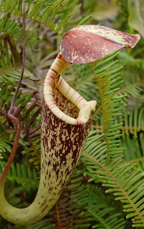 Pitcher Plant - a carnivorous plant found in Ponemah Bog. 