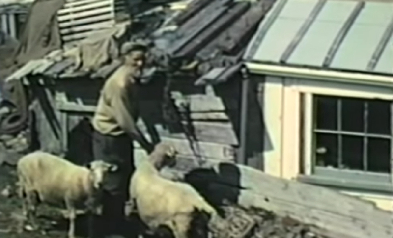 Ray Phillips with some of his sheep.