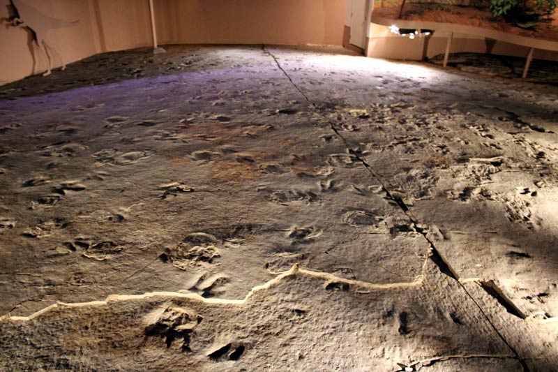 The fossilized footprints of Dilophosaurus at Dinosaur State Park in Rocky Hill, Connecticut. Photo by Lauren Middleton.