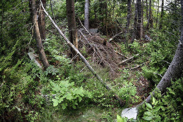 The Blaisdell Cellar Hole in Sullivan Maine. Photo by Frank Grace.
