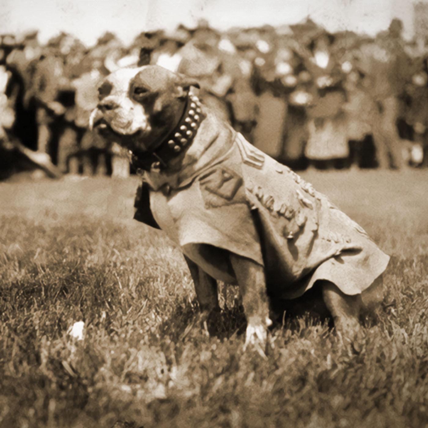 Podcast 449 – Honoring Sgt. Stubby