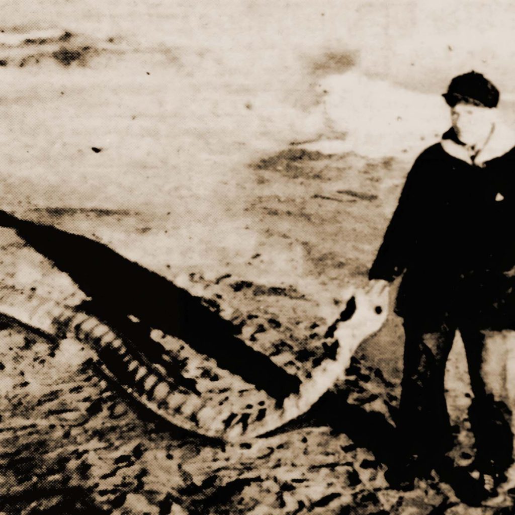 The Giant Sea Serpent of Provincetown, Massachusetts