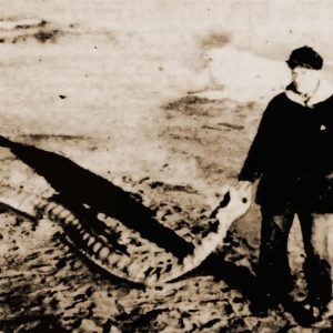 The Giant Sea Serpent of Provincetown, Massachusetts