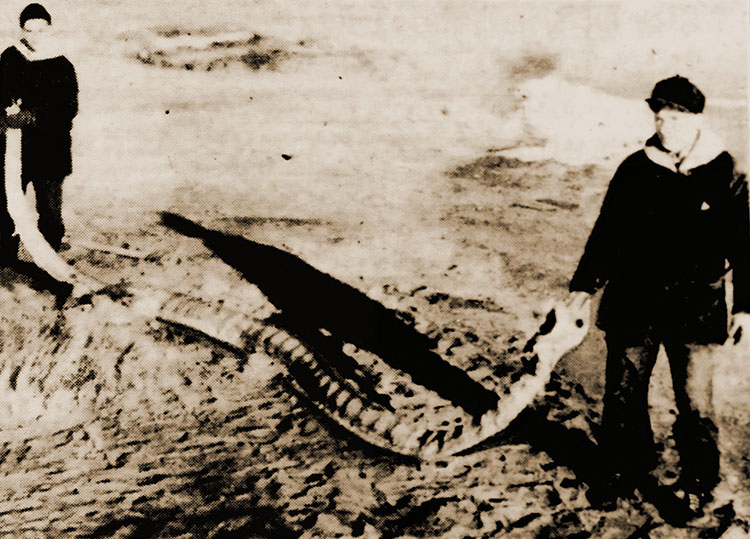 The Giant Provincetown Sea Serpent that washed up on the shores of Cap Cod in January of 1939.