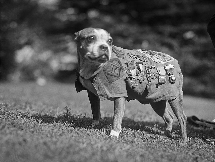 Sgt. Stubby of the 26th Yankee Division of the 102nd Infantry. Circa 1920.