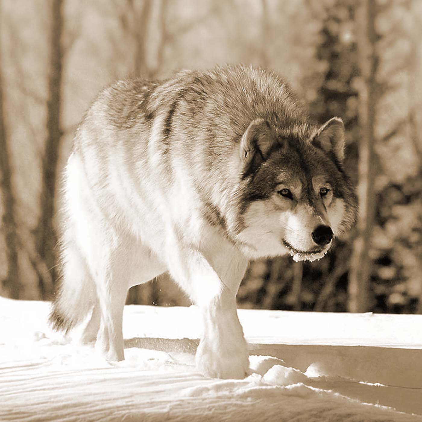 Podcast 454 – Hunting a Dire Wolf in Vermont