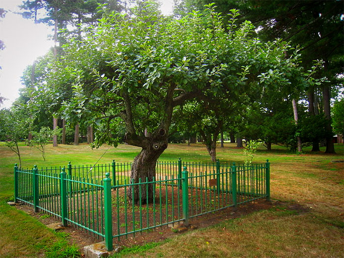 The apple tree at Babson college that's descended from Isaac Newton's apple tree in England.